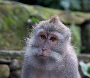 Monkey thinking 