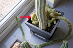 Cactus with long growth and new extension 