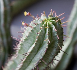 Tiny flowers blooming on cactus