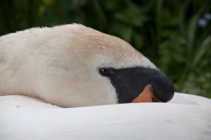 Swan with beak under wing
