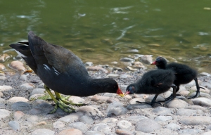 Mother Moorhen feeds a chick