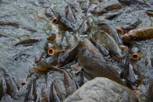 Fish in a feeding frenzy