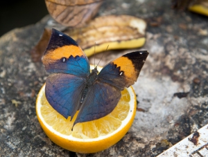Dead Leaf butterfly showing upper view