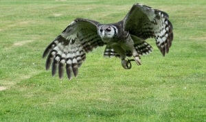 Owl at Warwick Castle