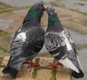 Pigeon with beak inside the other pigeon's beak
