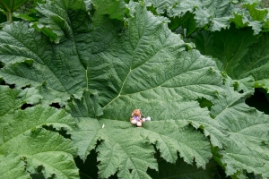 Reg sits in a Gunnera plant in the RHS Garden at Wisley, England