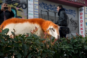 Sheep loose in Istanbul